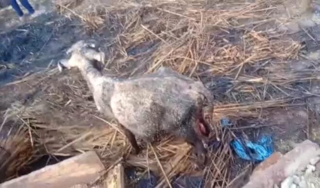 Breaking: बयाना के ग्राम पंचायत हरनगर के गांव नगला चिम्मन में लगी आग, मवेशी आए चपेट में 2 Screenshot 20210327 175315 WhatsApp