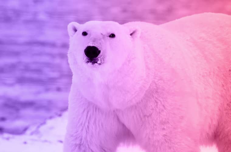 Polar Bear 1