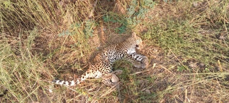 leopard