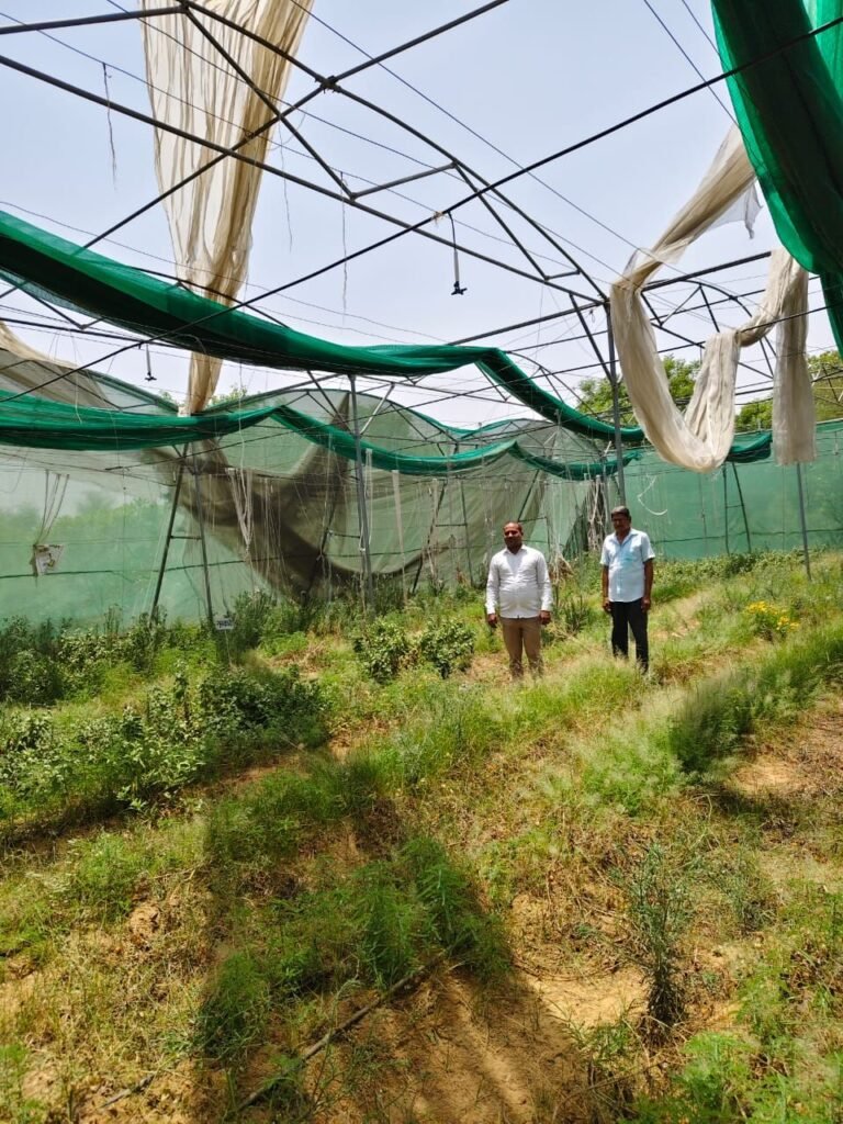 नीमराना में तेज आंधी से पंजाब नेशनल बैंक कृषक प्रशिक्षण केंद्र के ग्रीन हाउस को भारी नुकसान 2 img 20250522 wa00624586413847207940284
