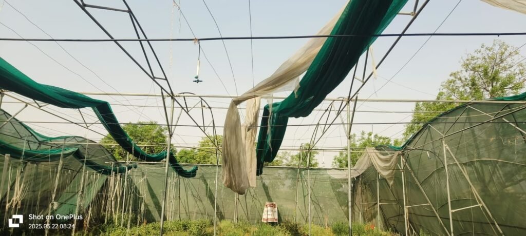 नीमराना में तेज आंधी से पंजाब नेशनल बैंक कृषक प्रशिक्षण केंद्र के ग्रीन हाउस को भारी नुकसान 3 img 20250522 wa00645662890788126232772