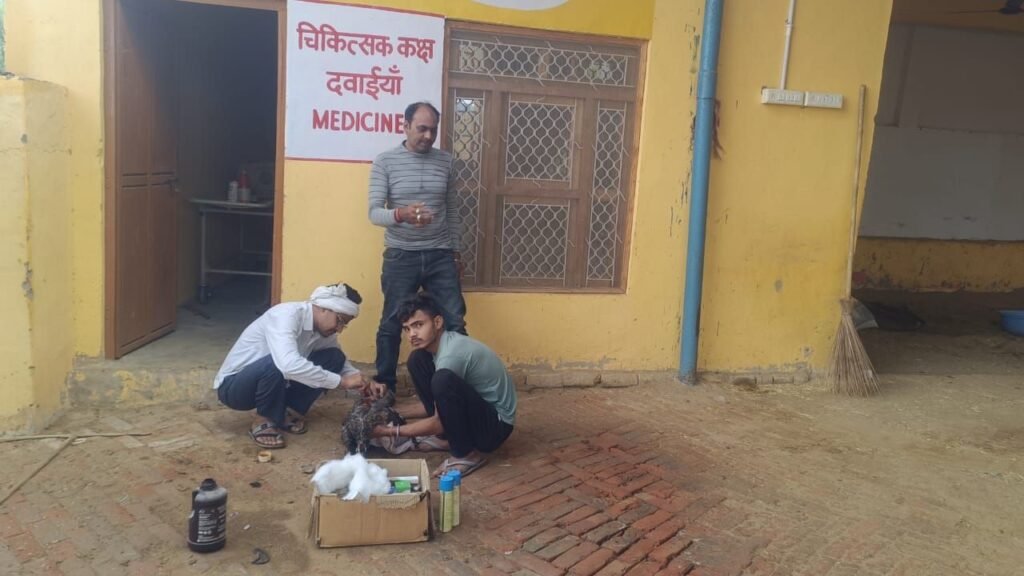 नाघोडी गांव में कुत्तों के हमले में घायल हुआ राष्ट्रीय पक्षी मोर, ग्रामीणों ने बचाया 3 img 20250525 wa00454949517268888091868