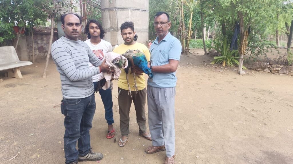 नाघोडी गांव में कुत्तों के हमले में घायल हुआ राष्ट्रीय पक्षी मोर, ग्रामीणों ने बचाया 2 img 20250525 wa004612380115203084863135