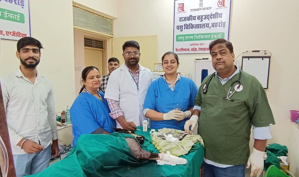 कस्बे के नव क्रमोन्नत बहुउद्देशीय पशु चिकित्सालय में पहली बार हुई डॉग की ऑर्थोथोपेडिक सर्जरी। 2 img 20250603 wa00374964441676803561321