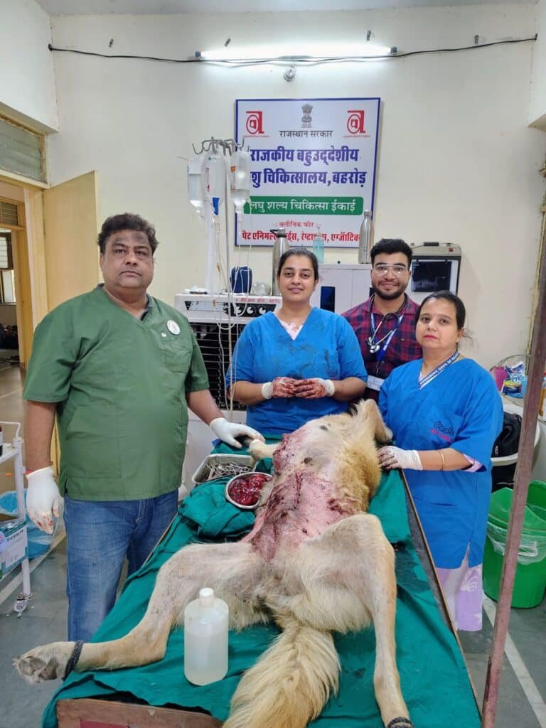 बहुउद्देशीय पशु चिकित्सालय बहरोड़ में मादा स्वान के स्तन से 700 ग्राम वजन गांठ का किया ऑपरेशन, स्तन कैंसर की थी बीमारी। 2 img 20250611 wa00612168438234100678280