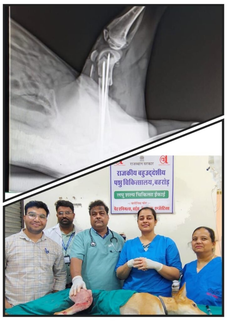 बहुउद्देशीय पशु चिकित्सालय,बहरोड़ में पंद्रह दिनों में दूसरी सफल आर्थोपेडिक सर्जरी। 1 img 20250616 wa00866095009192950234088
