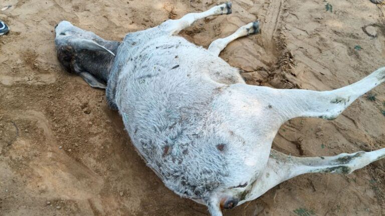 150 फीट गहरे सूखे कुएं में गिरे गौवंश की मौत, बजरंग दल ने निकाला शव, प्रशासन से खुले कुओं को बंद कराने की मांग