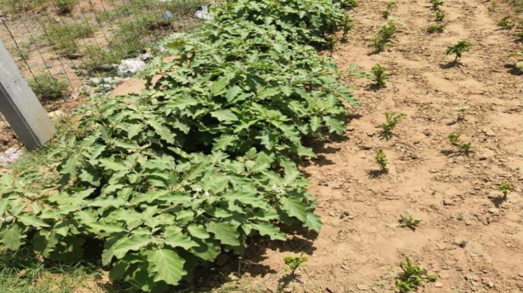 पावटा क्षेत्र में खेत तलाई बनी वरदान: भोनावास के किसान प्रभु दयाल की बदली तकदीर