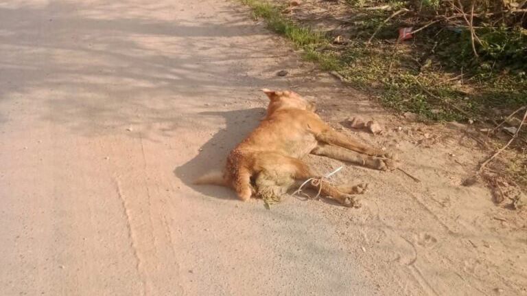 पावटा में आवारा स्वान का आतंक: 13 लोग घायल, तीन जयपुर रेफर