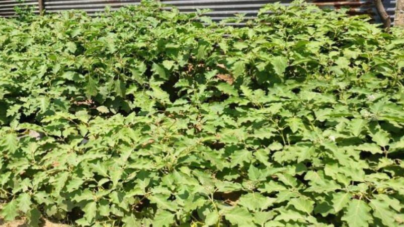 पावटा क्षेत्र में खेत तलाई बनी वरदान: भोनावास के किसान प्रभु दयाल की बदली तकदीर