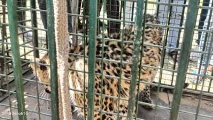 पावटा उपखंड क्षेत्र के बुचारा में तेंदुए का रेस्क्यू , क्रेशरों के पास टहलता दिखा था तेंदुआ