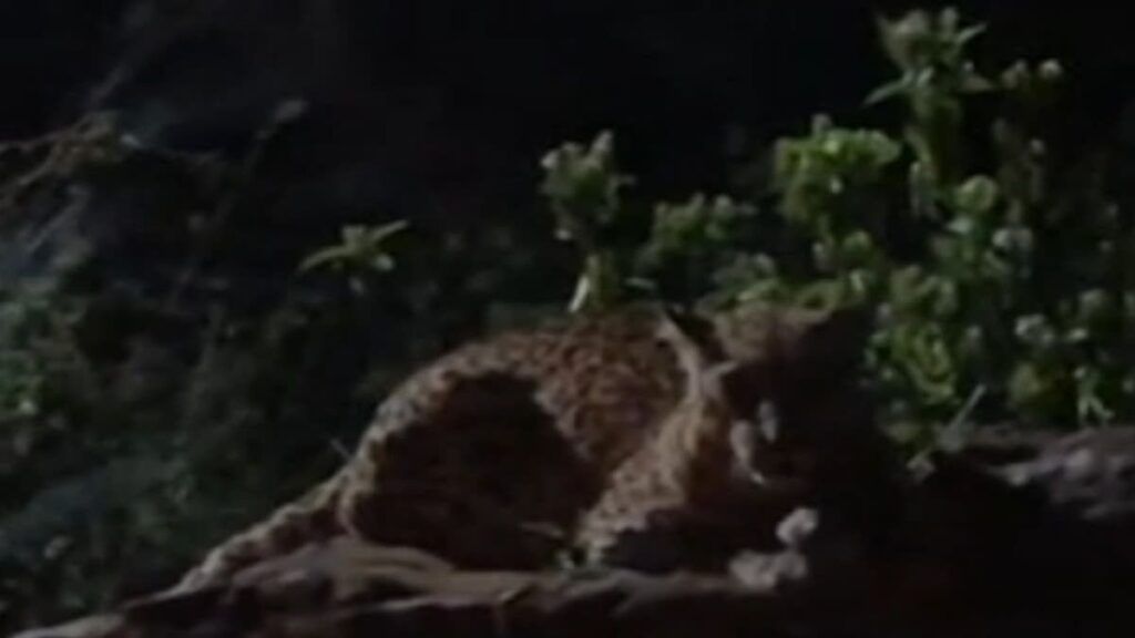 राजस्थान के अलवर-जयपुर रोड पर सड़क किनारे बैठा दिखा पैंथर