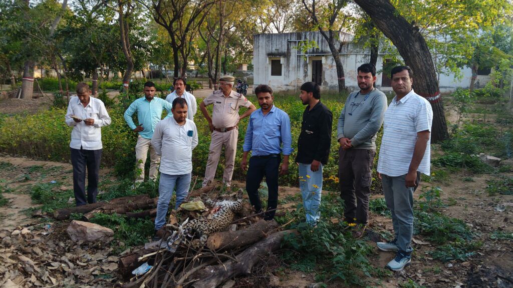 कोटपूतली-बहरोड़ जिले में पैंथर का वीडियो बनाते रहे लोग, उधर हालत थी गंभीर — रेस्क्यू के बाद पावटा पहुंचते ही निकला मृत