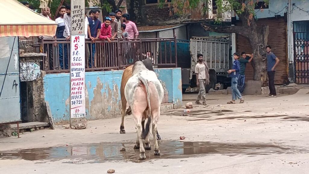 कोटपूतली-बहरोड़ जिले में निराश्रित गौवंश का बढ़ता आतंक, हादसों से दहशत — स्थायी समाधान नहीं होने से लोगों में रोष कोटपूतली-बहरोड़ जिले में निराश्रित गौवंश का बढ़ता आतंक, हादसों से दहशत — स्थायी समाधान नहीं होने से लोगों में रोष