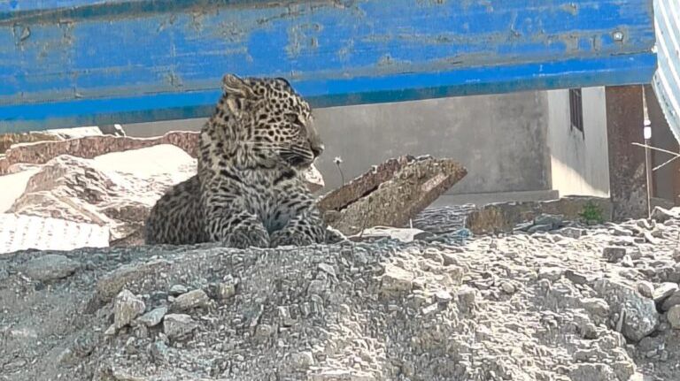 पावटा उपखंड क्षेत्र के बुचारा में तेंदुए का रेस्क्यू , क्रेशरों के पास टहलता दिखा था तेंदुआ