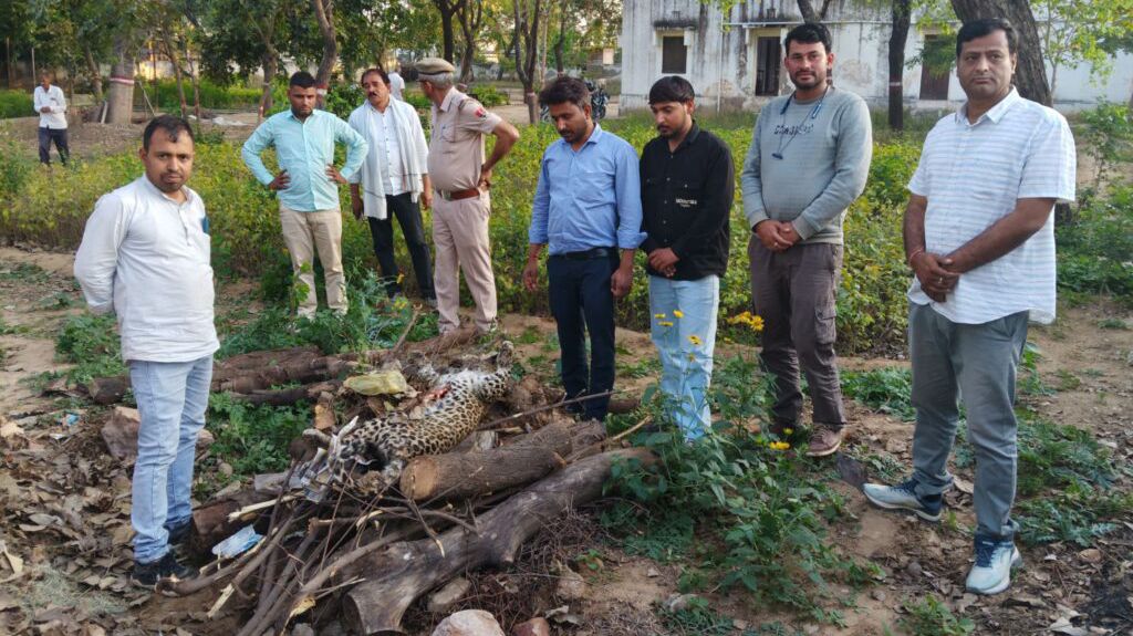 कोटपूतली-बहरोड़ जिले में पैंथर का वीडियो बनाते रहे लोग, उधर हालत थी गंभीर — रेस्क्यू के बाद पावटा पहुंचते ही निकला मृत