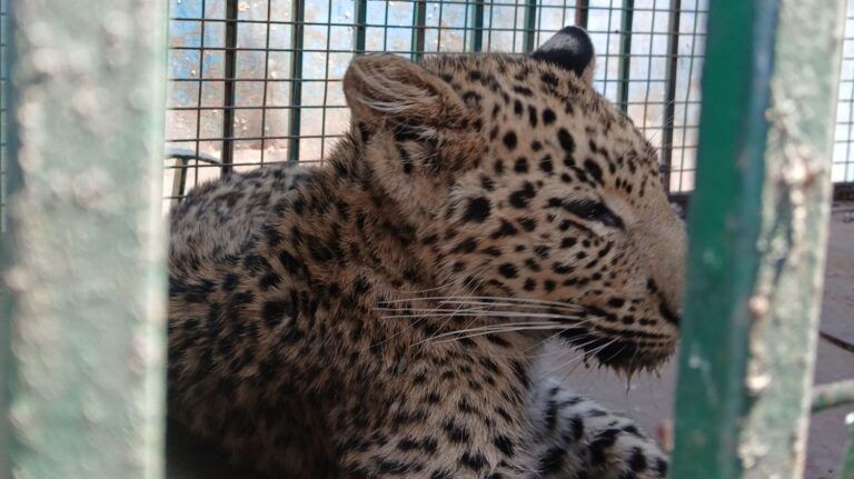 पावटा उपखंड क्षेत्र के बुचारा में तेंदुए का रेस्क्यू , क्रेशरों के पास टहलता दिखा था तेंदुआ