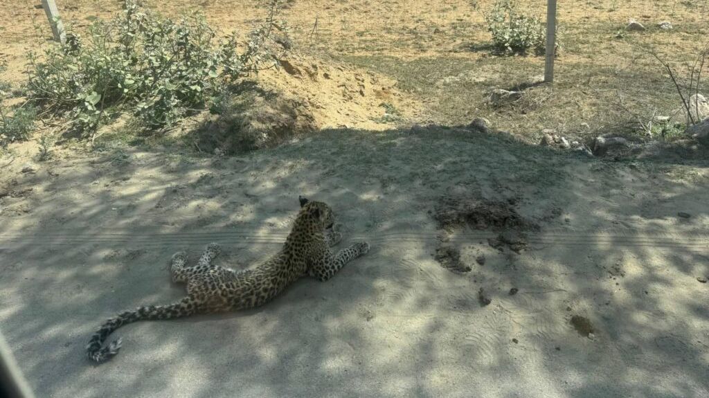 पावटा उपखंड क्षेत्र के बुचारा में तेंदुए का रेस्क्यू , क्रेशरों के पास टहलता दिखा था तेंदुआ