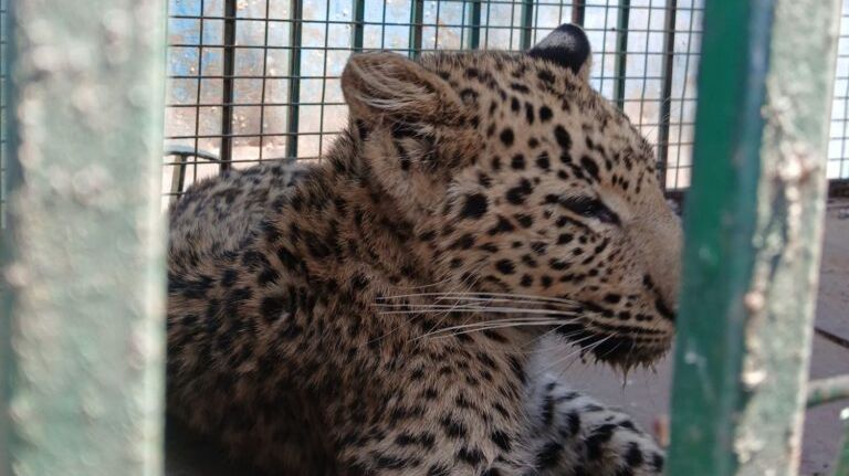 कोटपूतली-बहरोड़ जिले में पैंथर का वीडियो बनाते रहे लोग, उधर हालत थी गंभीर — रेस्क्यू के बाद पावटा पहुंचते ही निकला मृत