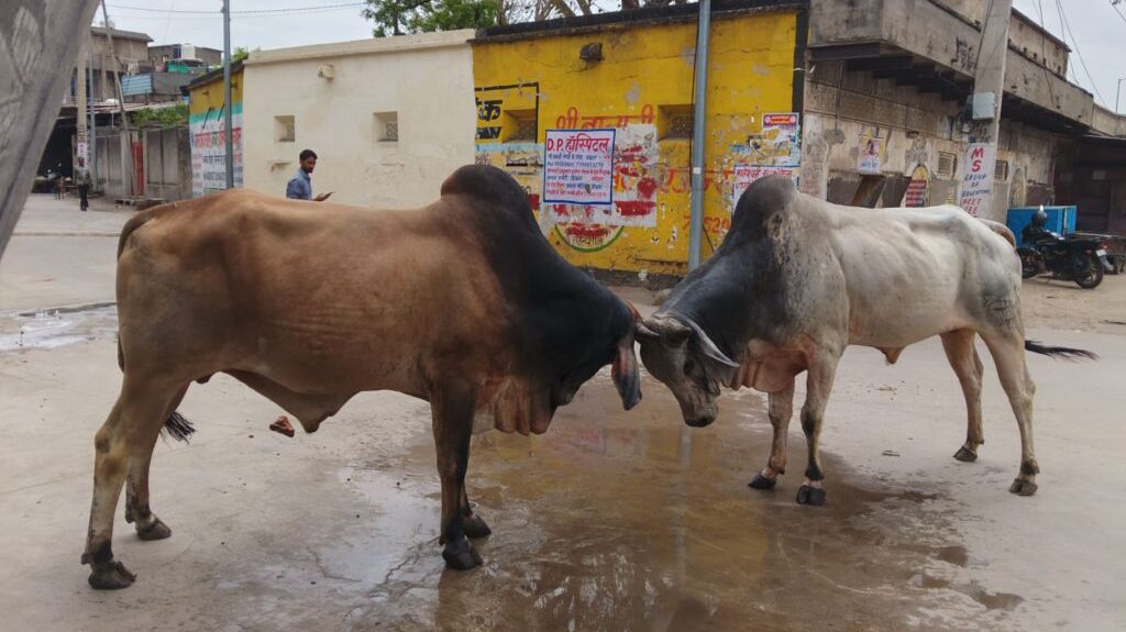 कोटपूतली-बहरोड़ जिले में निराश्रित गौवंश का बढ़ता आतंक, हादसों से दहशत — स्थायी समाधान नहीं होने से लोगों में रोष कोटपूतली-बहरोड़ जिले में निराश्रित गौवंश का बढ़ता आतंक, हादसों से दहशत — स्थायी समाधान नहीं होने से लोगों में रोष