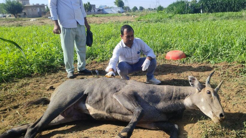 पावटा क्षेत्र में घायल नीलगायों को मिला जीवनदान