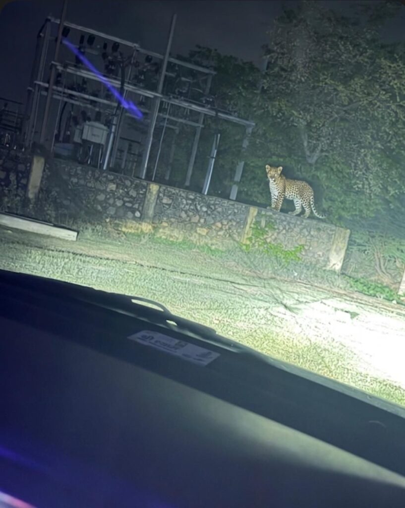 पानेड़ा में बघेरे का खौफ गहराया, फिर दिखा वन्यजीव; ग्रामीणों ने मोबाइल में कैद किया