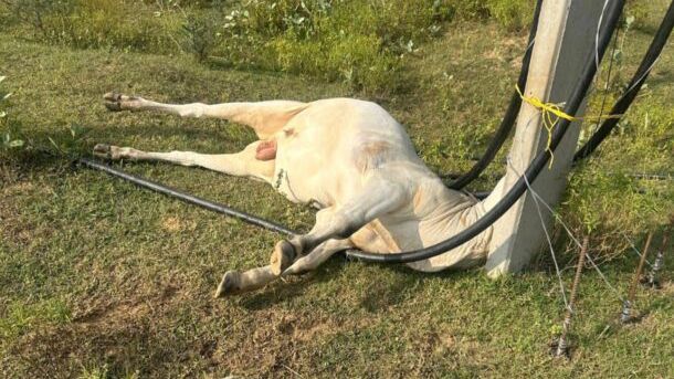 विद्युत पोल की चपेट में आने से नंदी की मौत