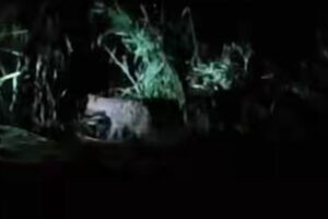 पावटा में मोक्षधाम के पास दिखा लकड़बग्घा, शोर मचाने पर बाजरे की फसल में भागा