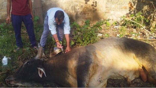 पशुधन निरीक्षक ने किया दो घायल सांडों का उपचार