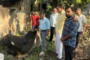 पशुधन निरीक्षक ने किया दो घायल सांडों का उपचार