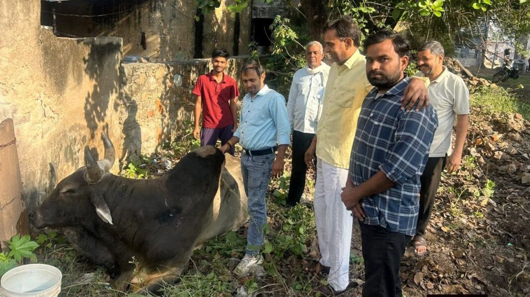 पशुधन निरीक्षक ने किया दो घायल सांडों का उपचार