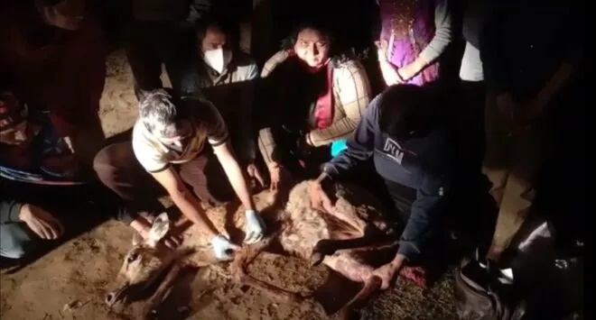 श्वानो के हमले से बचाकर किया नील गाय का किया उपचार 1 Treatment of blue cow